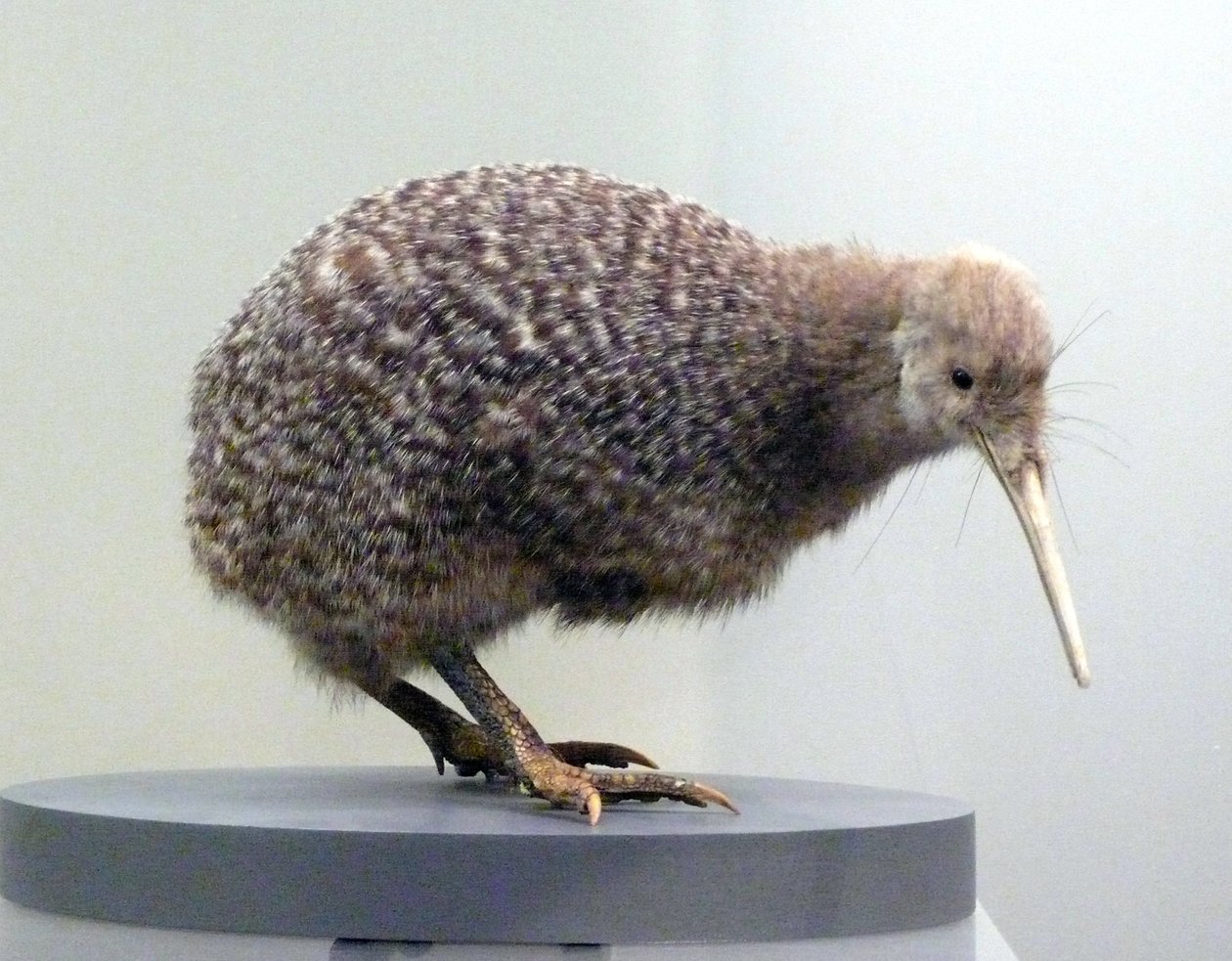 Sample Bird Stuffed Kiwi (Apterygidae), Unable to Fly. Auckland Museum, New Zealand by Prehistoric Prehistoric