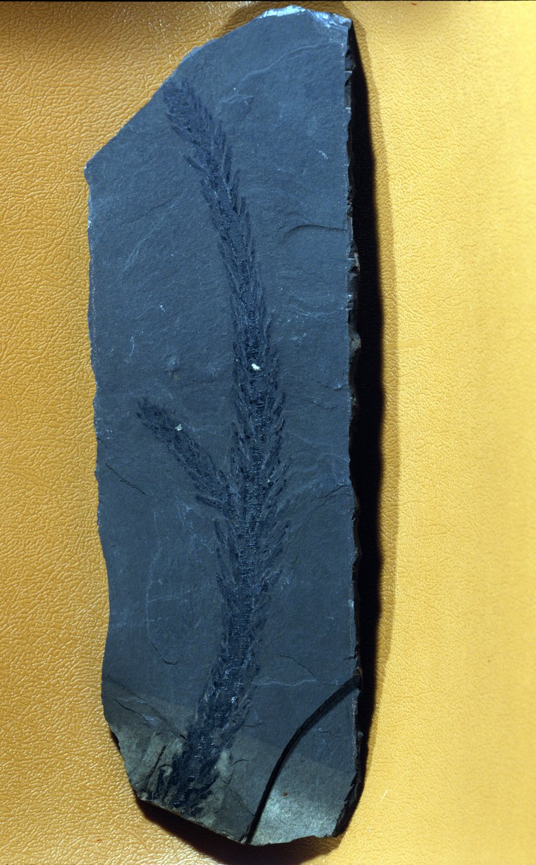 Prehistory: Glyptolepsis keuperiana, fossil conifer of the upper triassic period, mesozoic era by Prehistoric Prehistoric