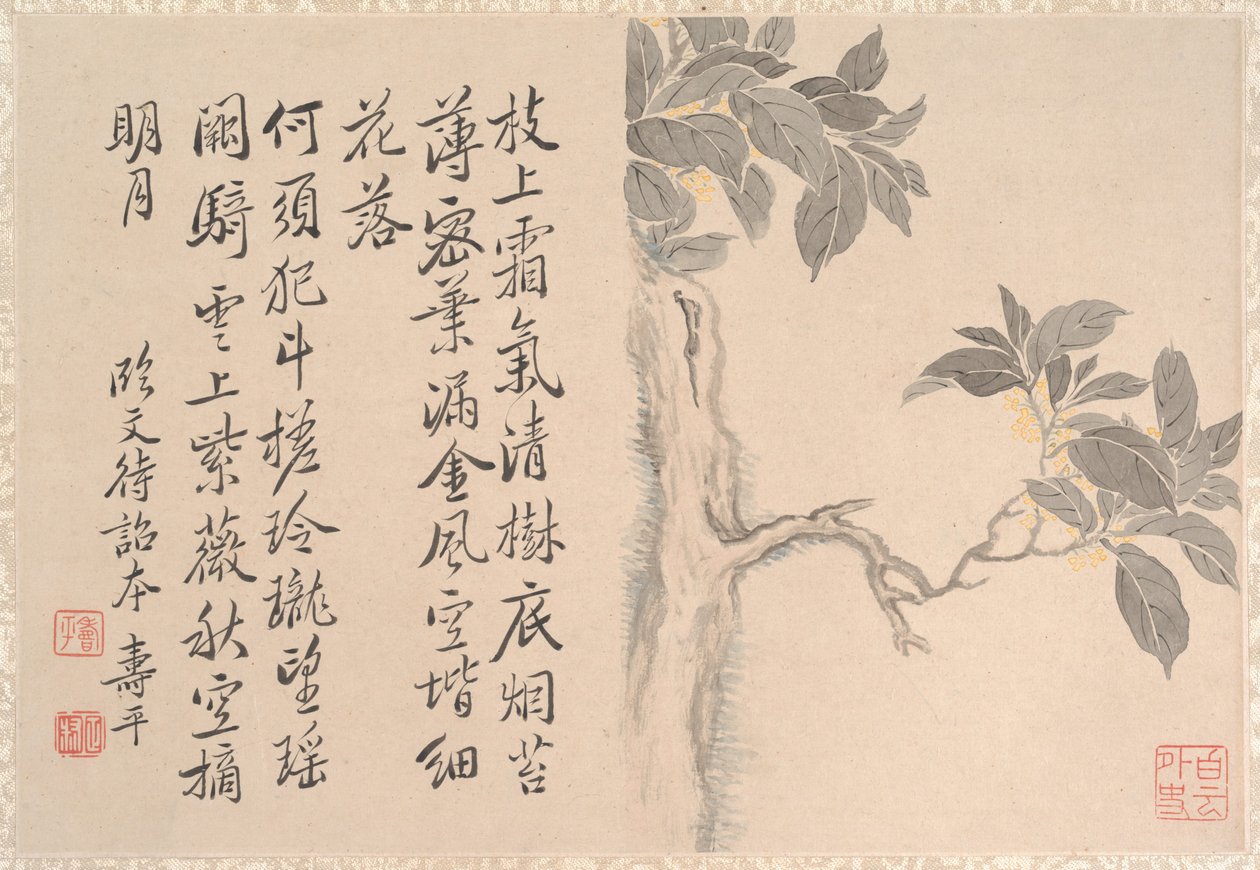 Cassia Tree (album leaf) by Qing Dynasty Chinese School