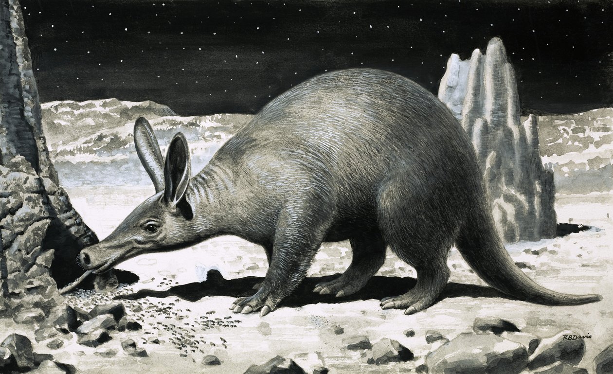 Aardvark by R.B. Davis