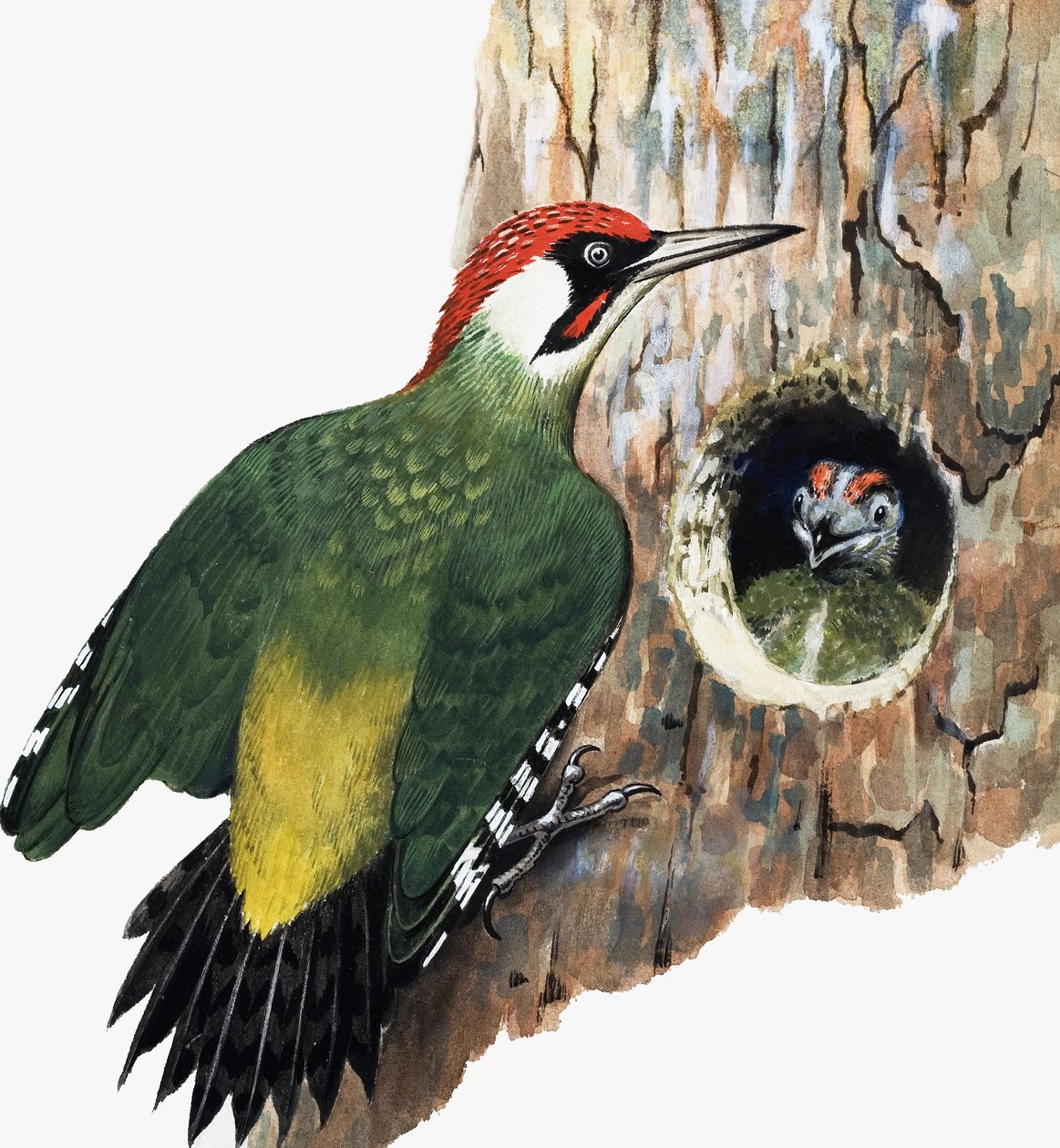 Woodpecker and Chick by R.B. Davis