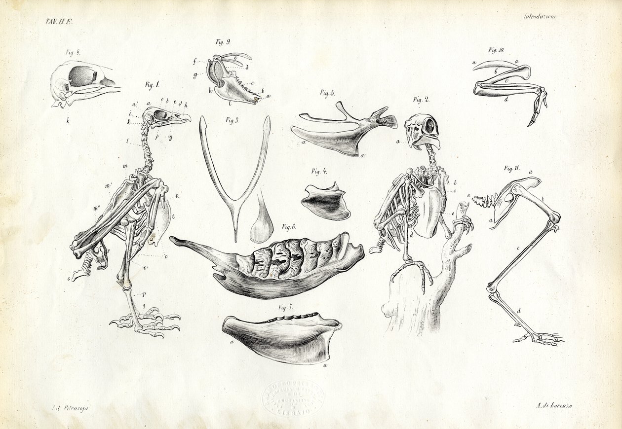 Anatomy by Raimundo Petraroja