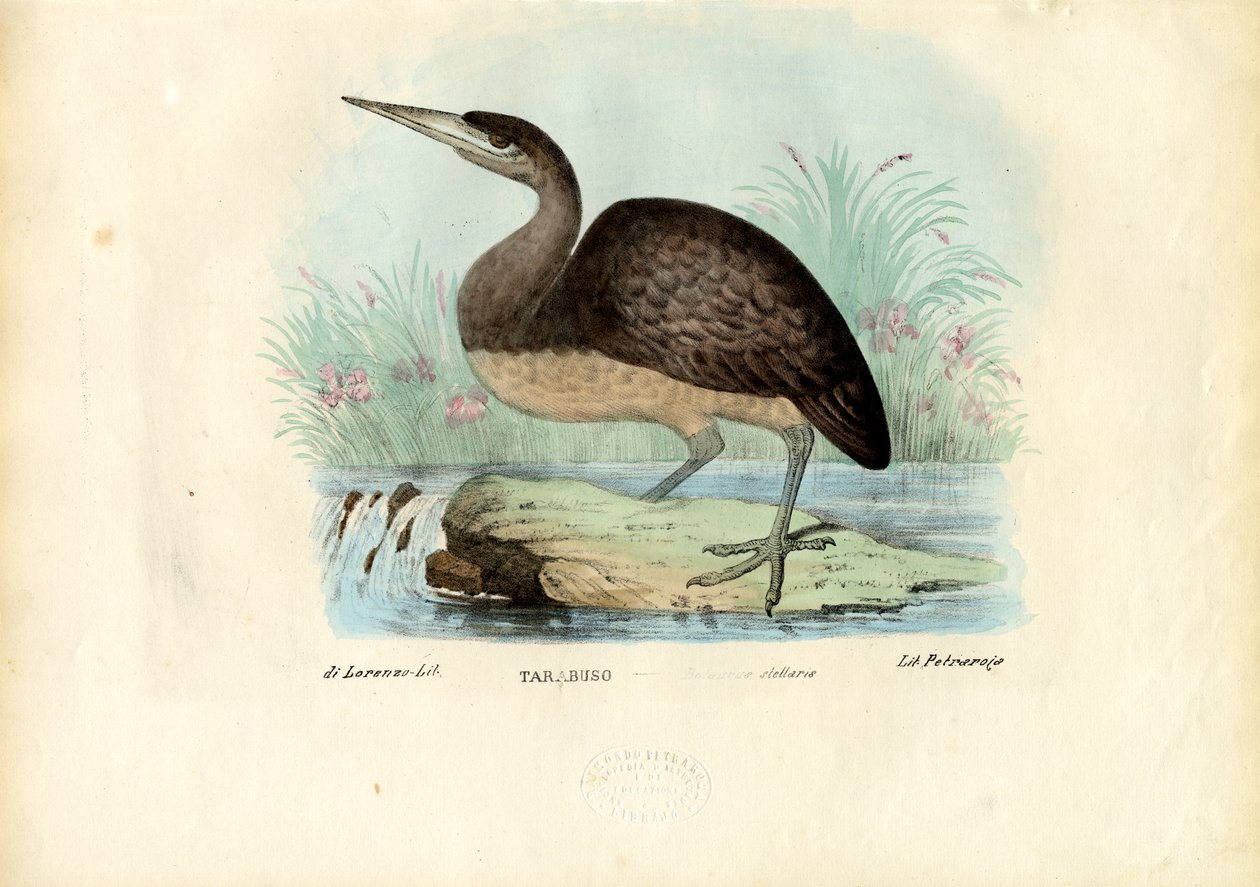 Bittern, 1863-79 by Raimundo Petraroja