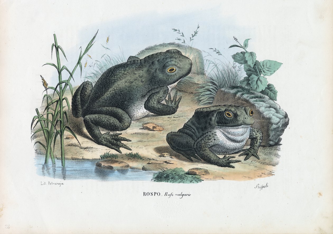 Common Toad by Raimundo Petraroja
