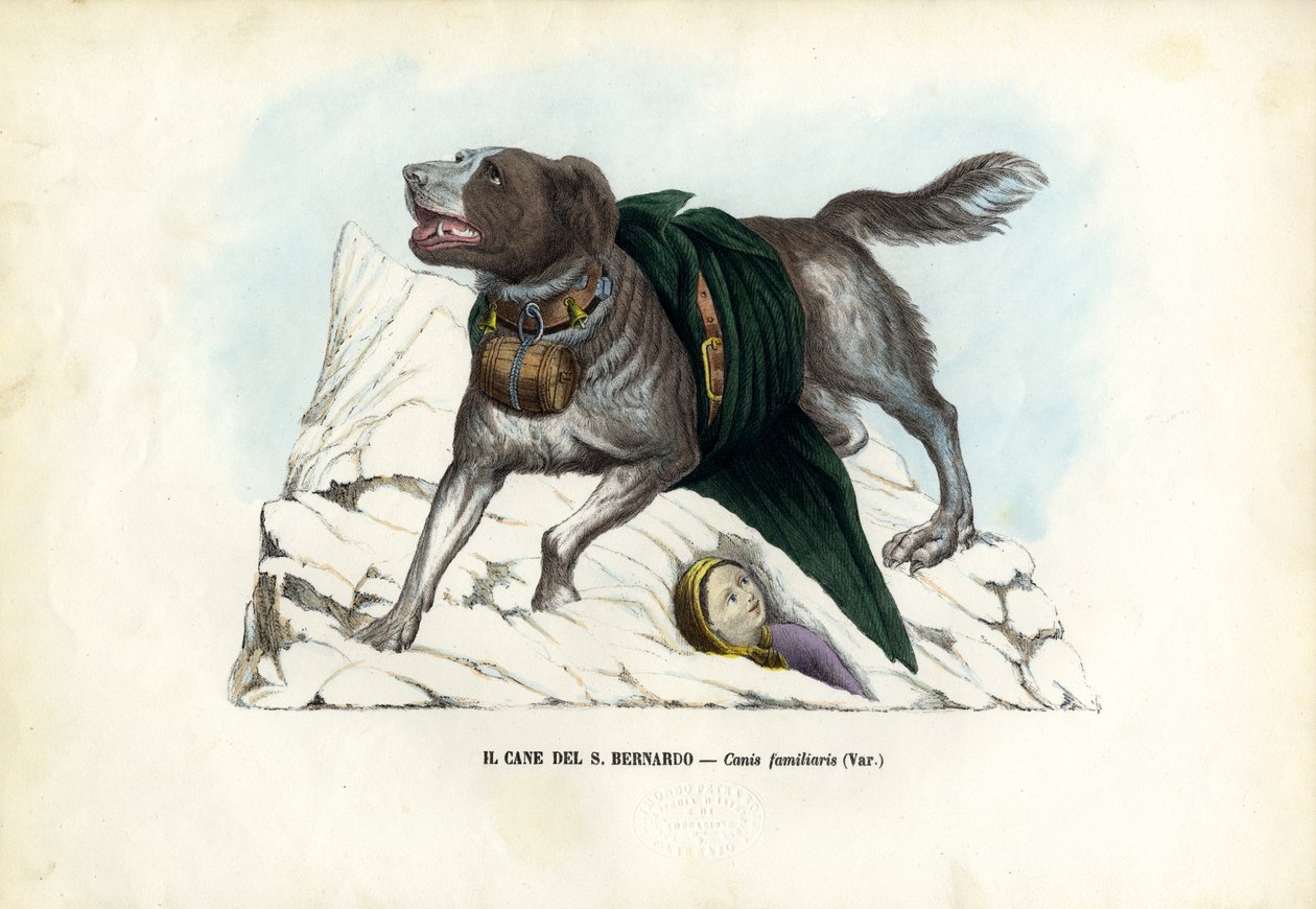 Dogs by Raimundo Petraroja