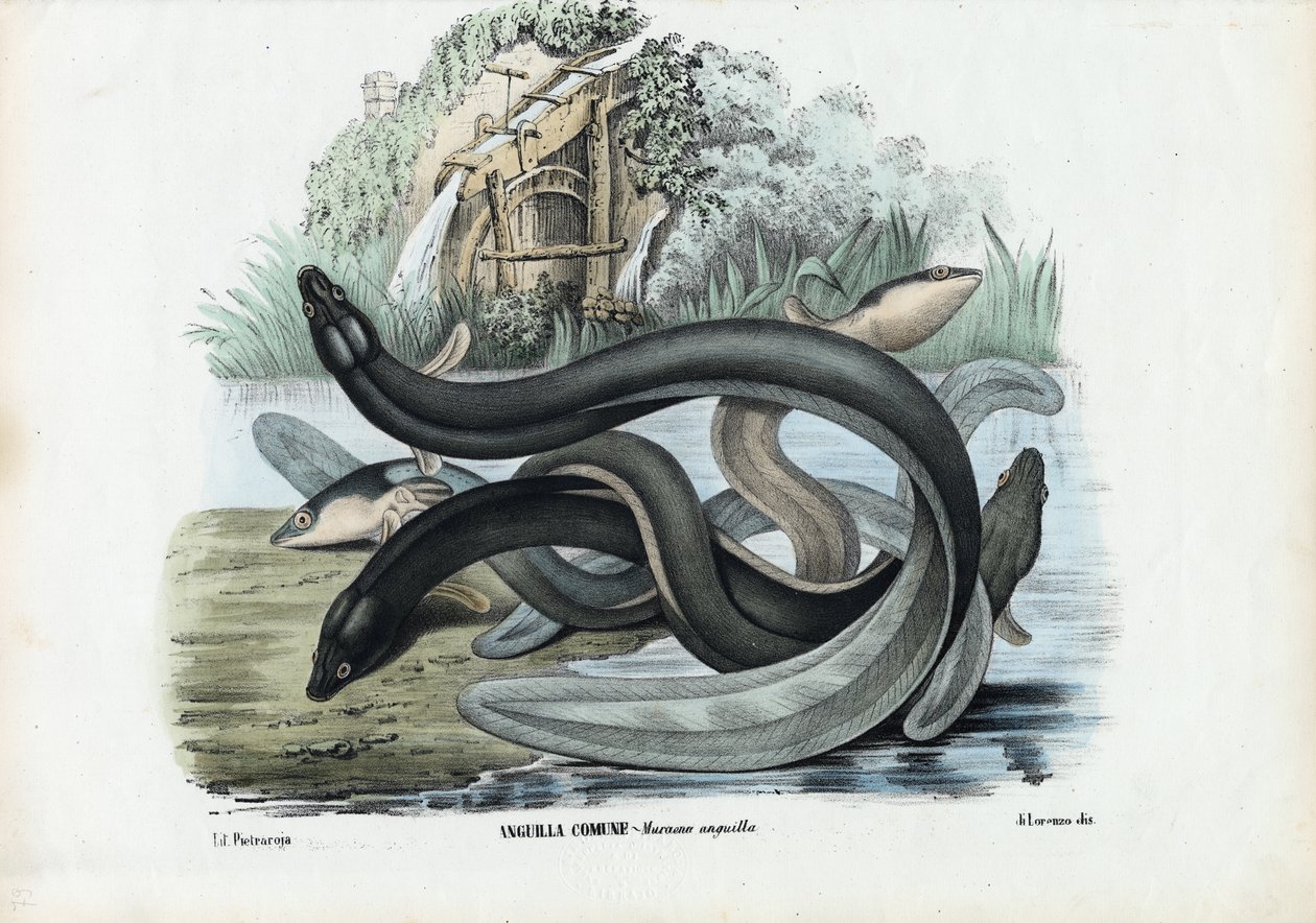 Eel, 1863-79 by Raimundo Petraroja