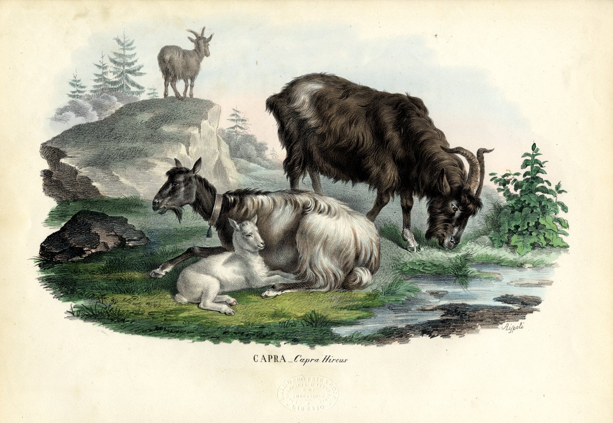 Feral Goat by Raimundo Petraroja