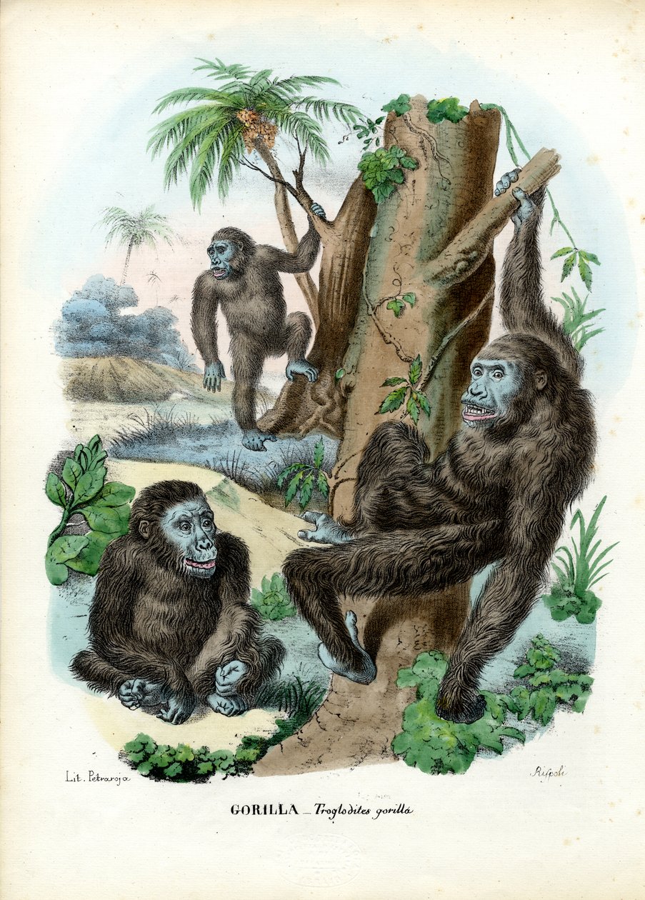 Gorilla, 1863-79 by Raimundo Petraroja