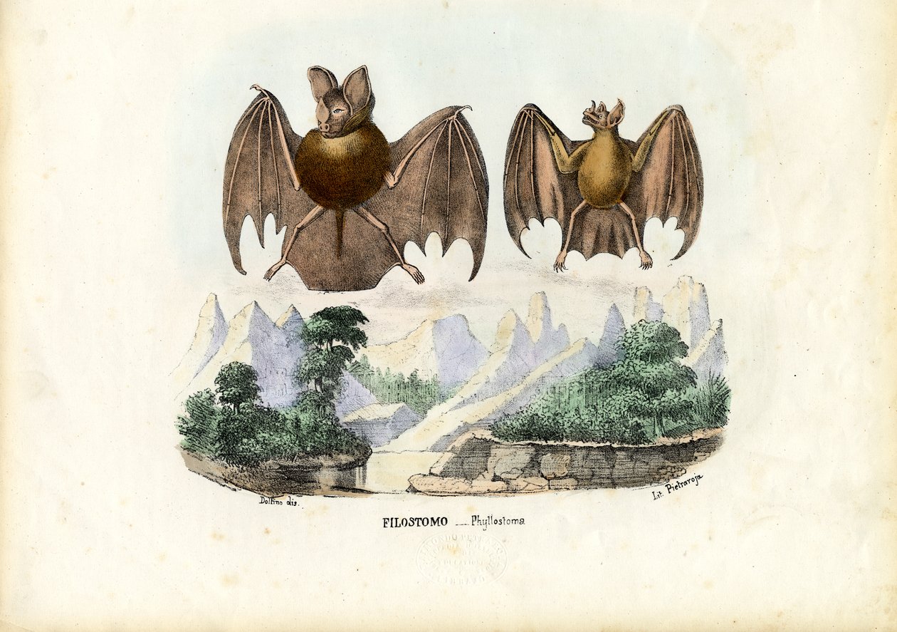 Leaf-Nosed Bats by Raimundo Petraroja