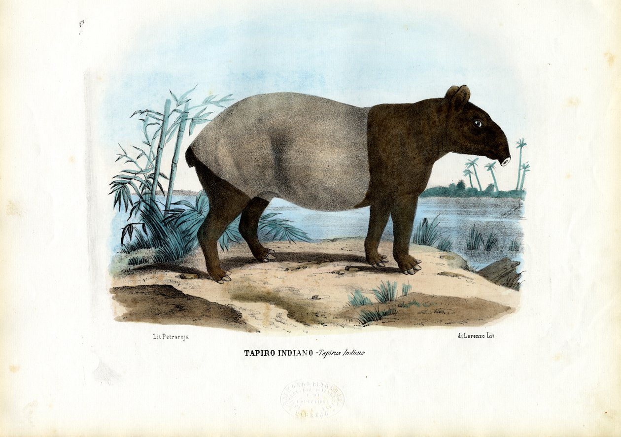 Malayan Tapir, 1863-79 by Raimundo Petraroja