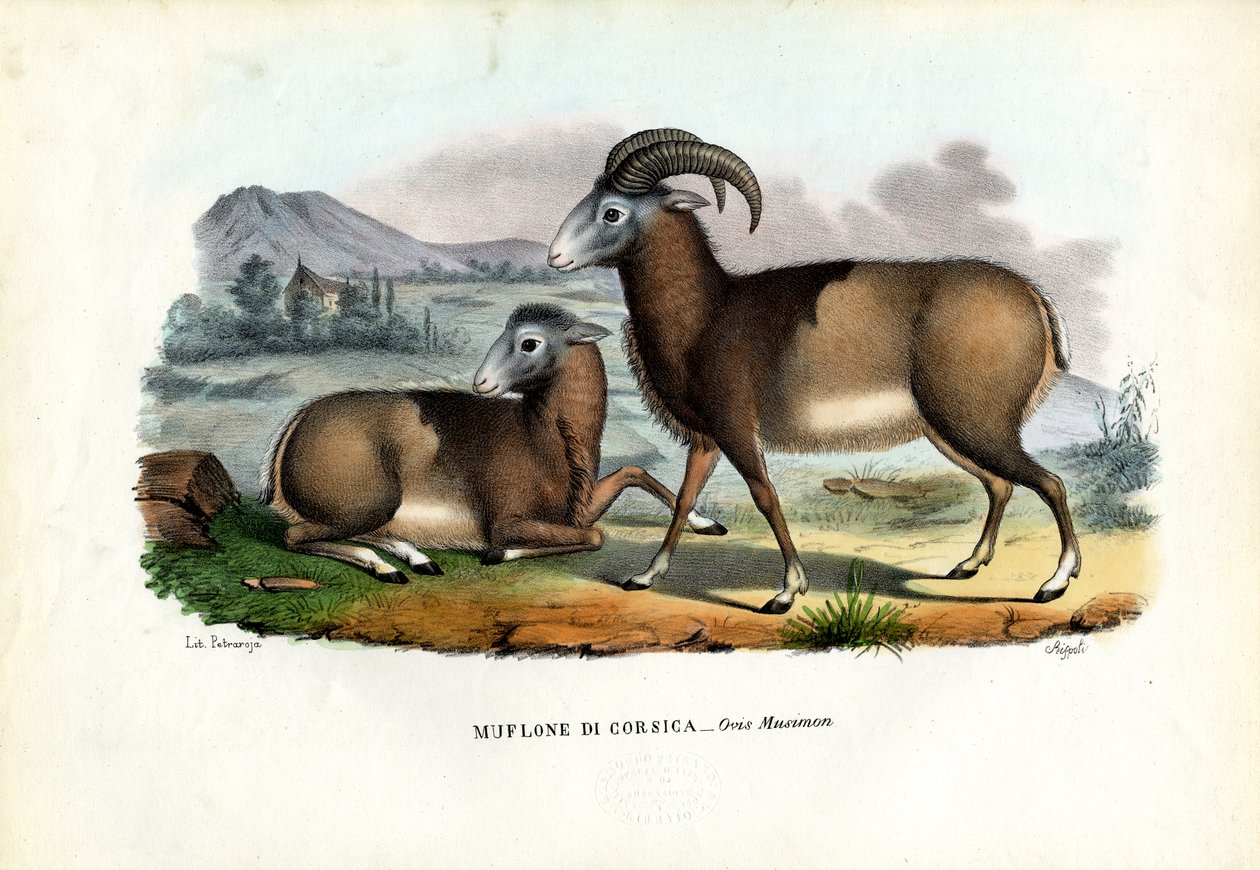 Mouflon, 1863-79 by Raimundo Petraroja