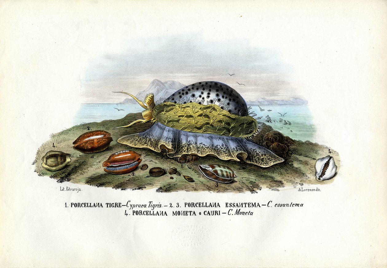 Mussels, 1863-79 by Raimundo Petraroja
