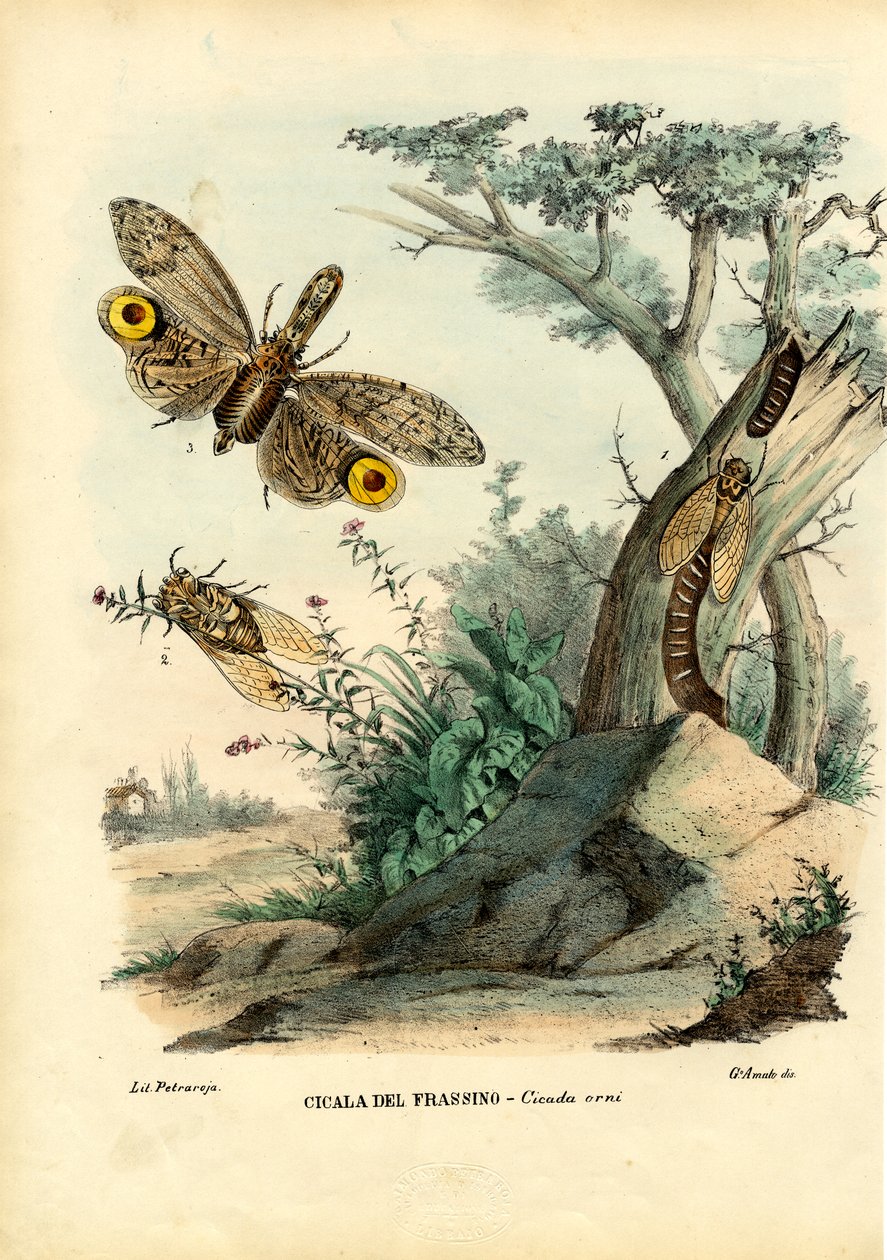 Peanut-Head Bug, 1863-79 by Raimundo Petraroja