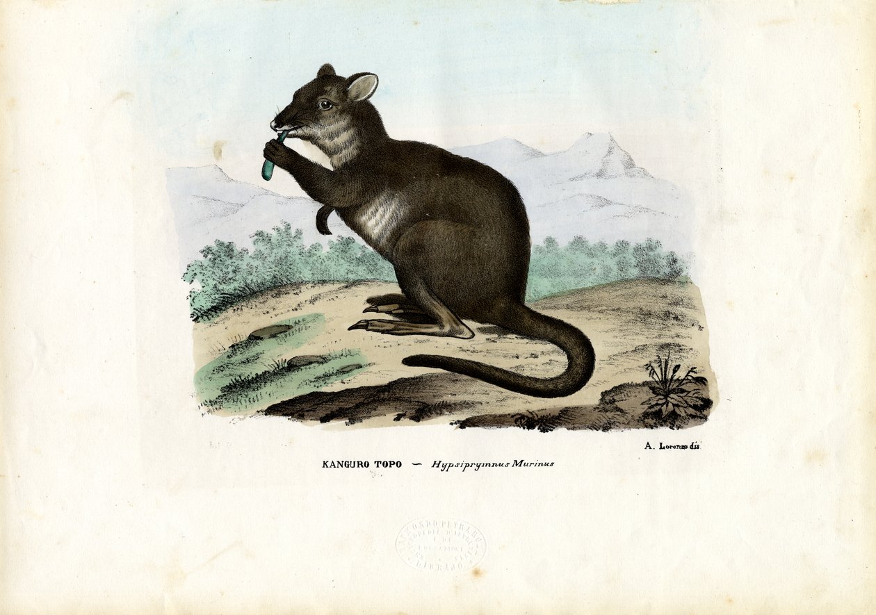 Potoroo, 1863-79 by Raimundo Petraroja