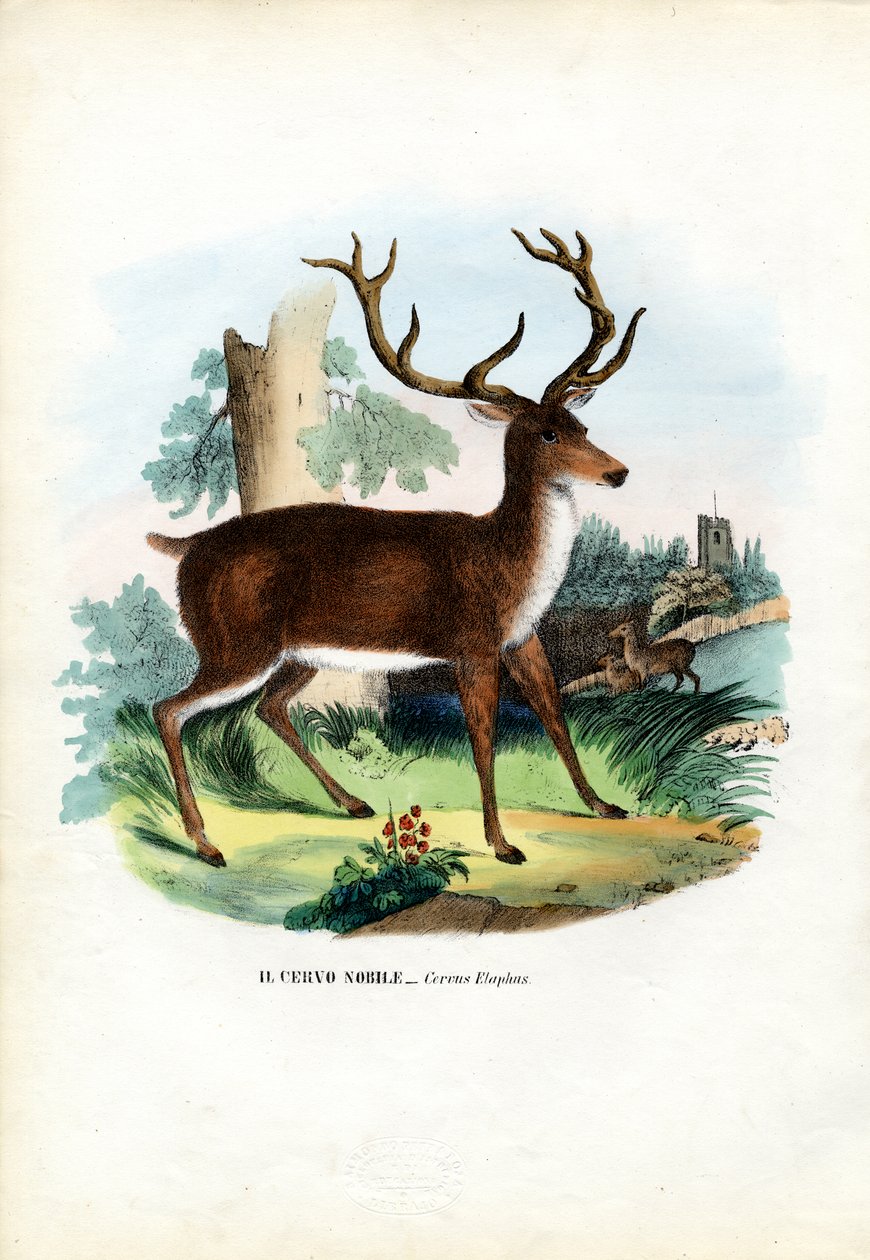 Red Deer, 1863-79 by Raimundo Petraroja