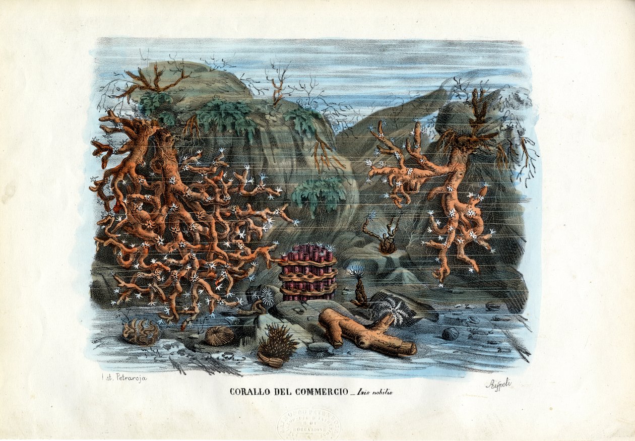 Red Isis Corals, 1863-79 by Raimundo Petraroja