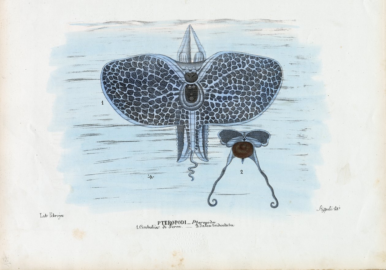 Sea Butterflies by Raimundo Petraroja