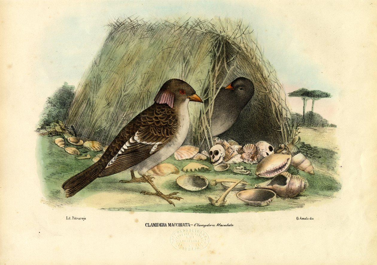 Spotted Bowerbird, 1863-79 by Raimundo Petraroja