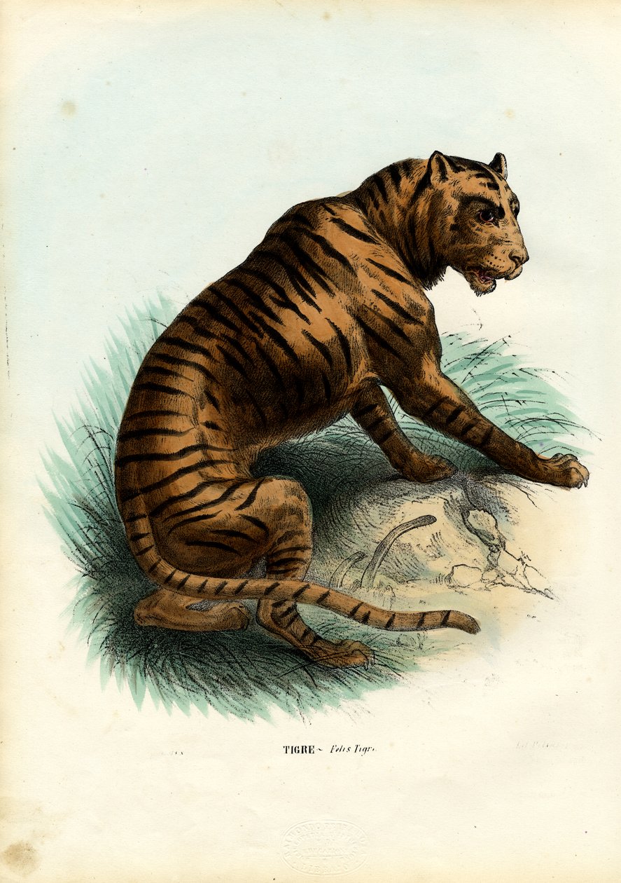 Tiger, 1863-79 by Raimundo Petraroja