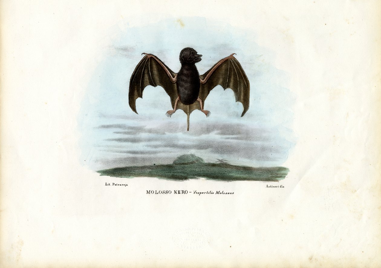 Velvety Free-Tailed Bat, 1863-79 by Raimundo Petraroja