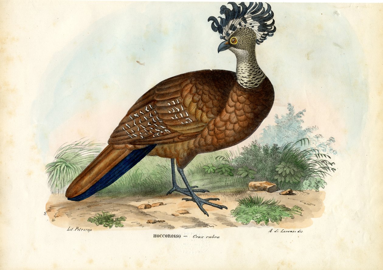 Great Curassow, 1863-79 by Raimundo Petraroja