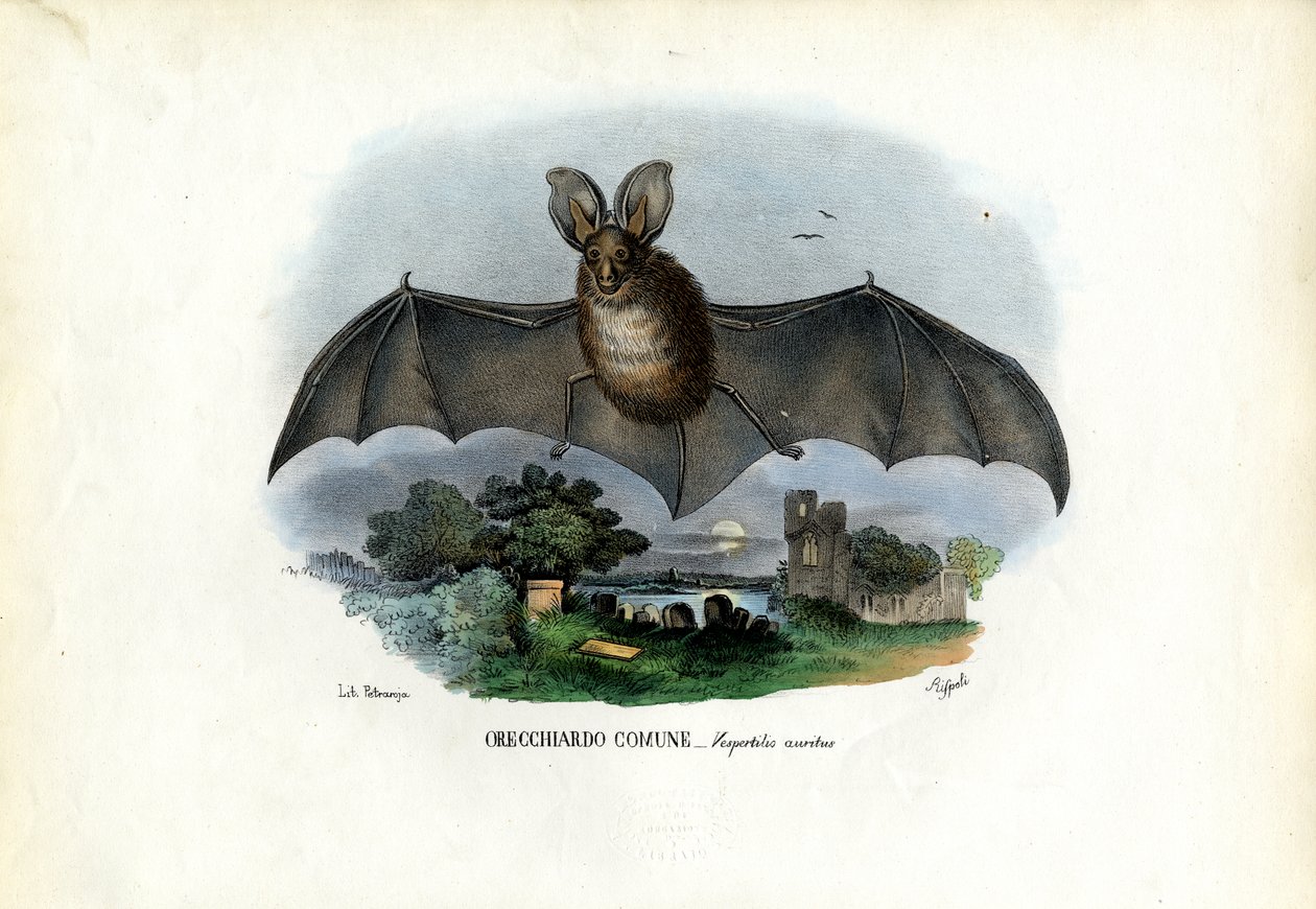 Grey Long-Eared Bat, 1863-79 by Raimundo Petraroja