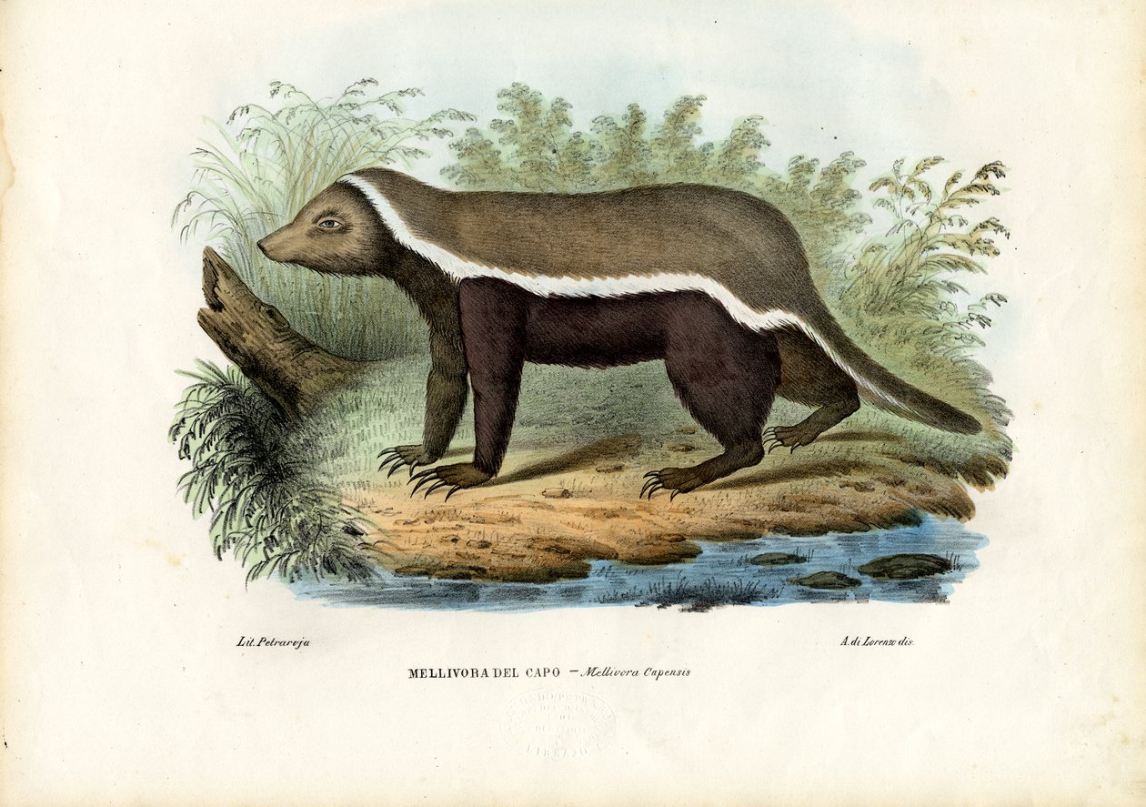 Honey Badger by Raimundo Petraroja