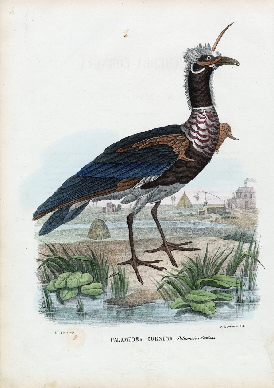 Horned Screamer, 1863-79 by Raimundo Petraroja