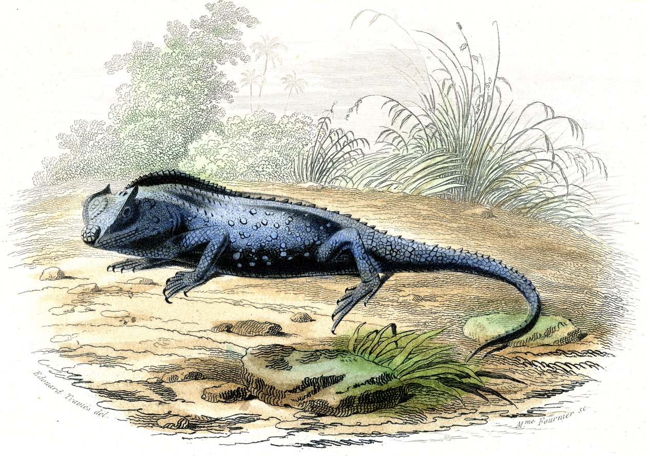 La head fourchue (Lyriocephalus margaritaceus) - Plate extracted from Histoire Naturelle by Raimundo Petraroja