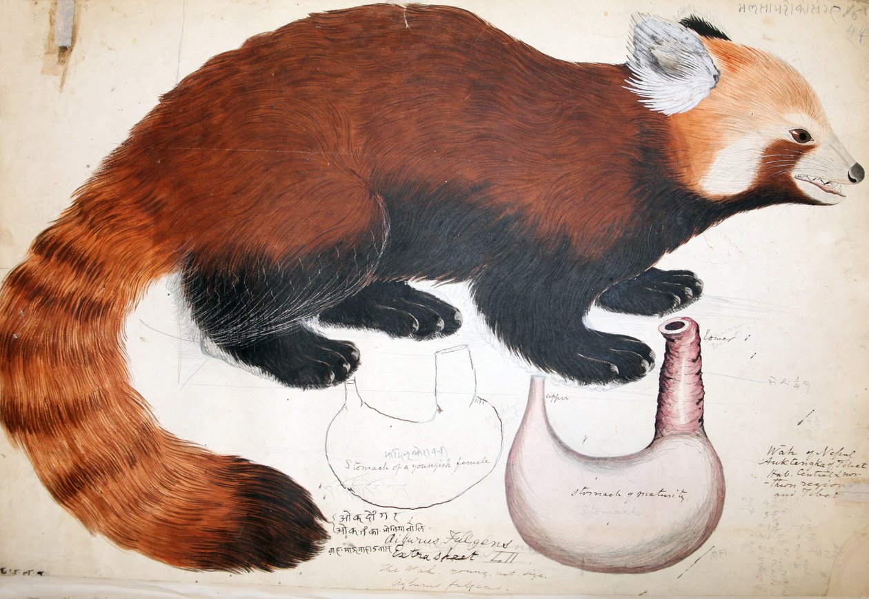 Hodgson Manuscripts Red Panda, 1831-47 by Raj Man Singh
