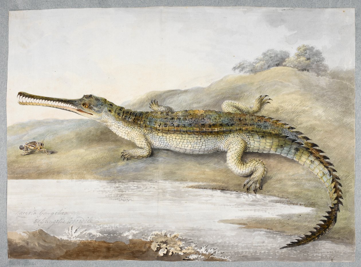A gherial or Gangetic crocodile face to face with grasshopper, c.1820 by Ram Sita