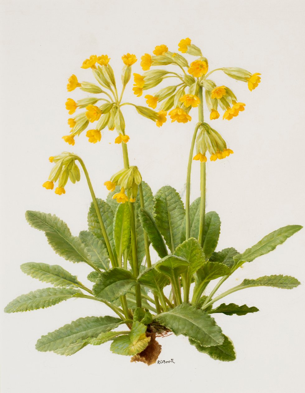 Cowslips by Raymond Booth