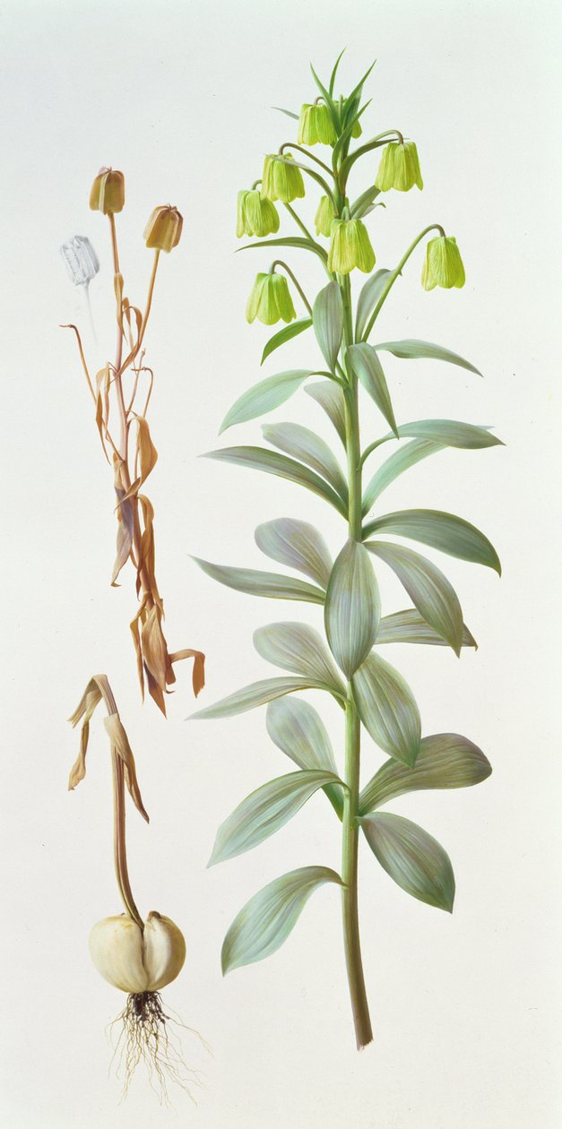 Fritillaria Pallidiflora by Raymond Booth