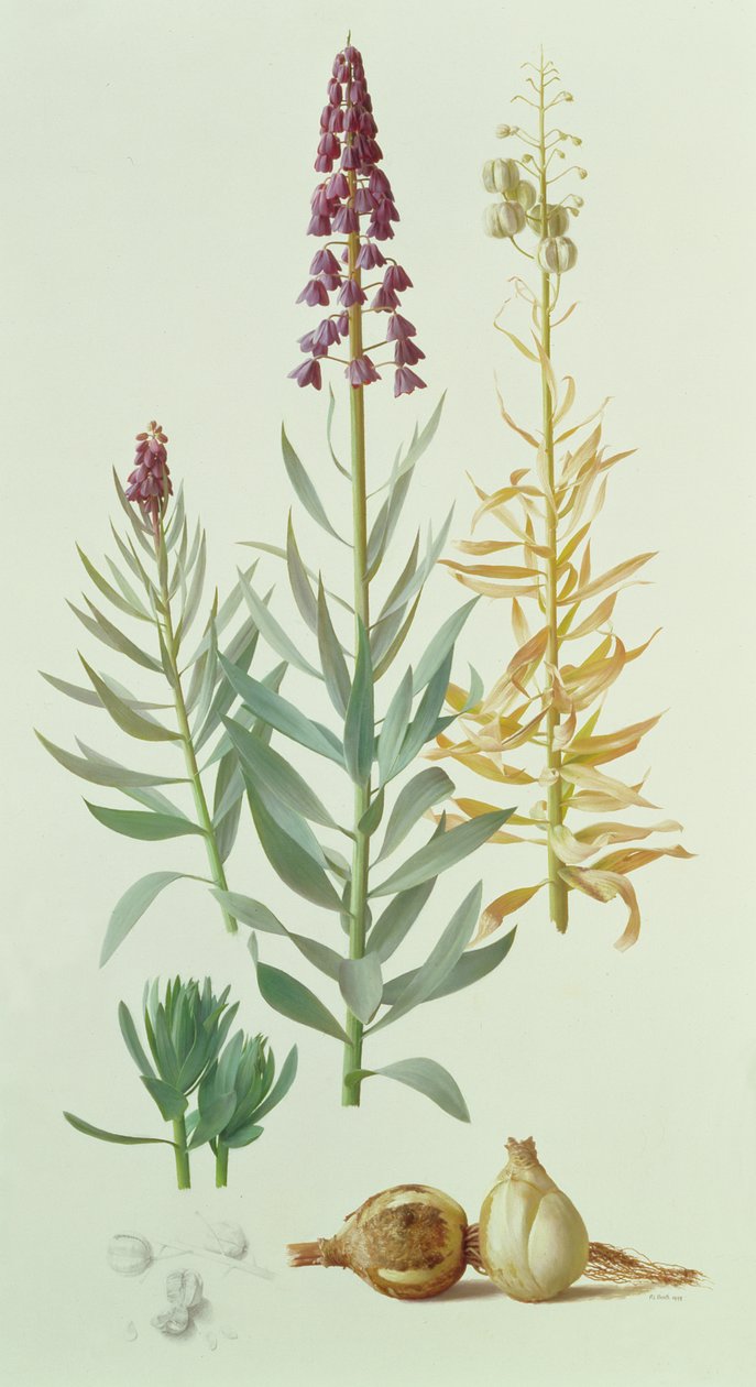 Fritillaria Persica by Raymond Booth