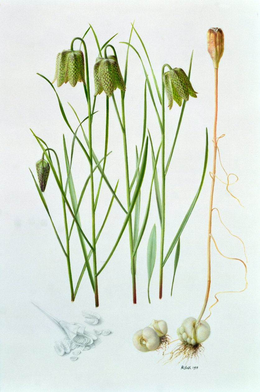 Fritillaria Whittallii by Raymond Booth
