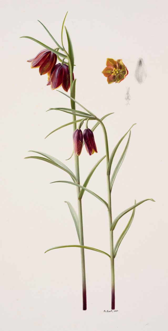 Fritillaria gracilis by Raymond Booth