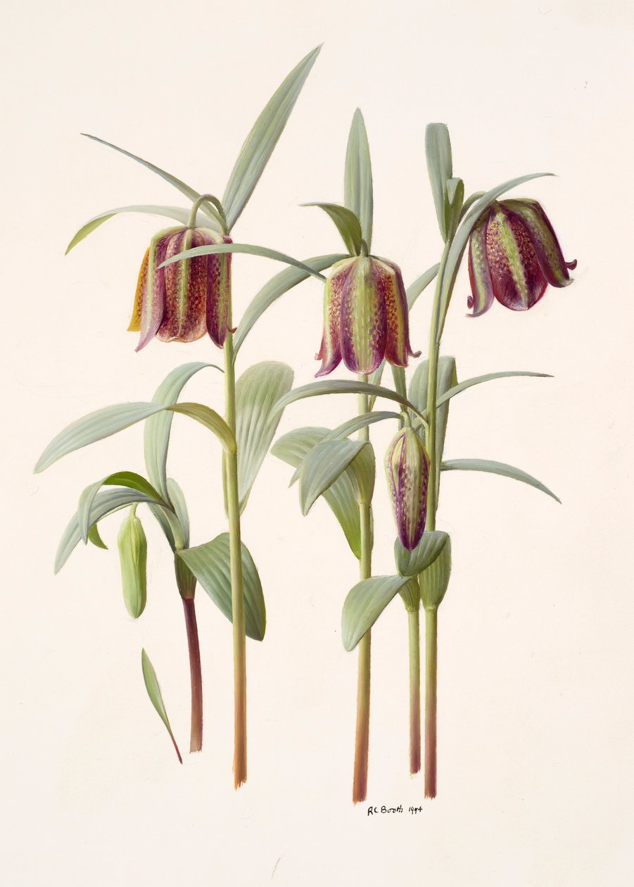 Fritillaria kotschyana by Raymond Booth