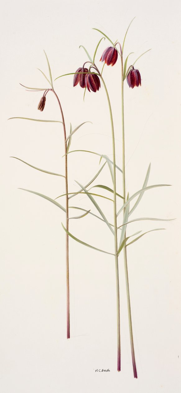 Fritillaria montana by Raymond Booth