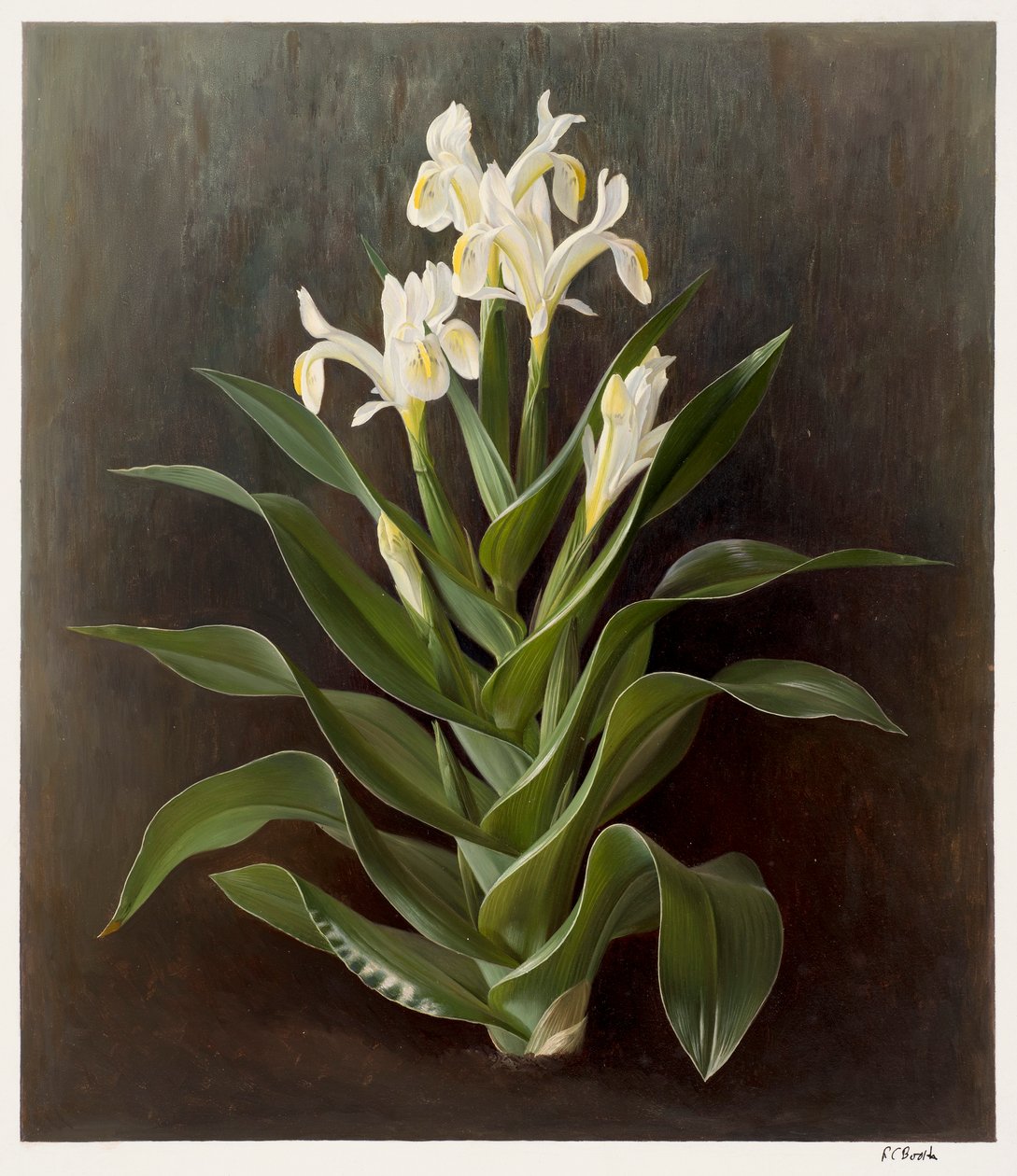 Iris willmottiana alba by Raymond Booth