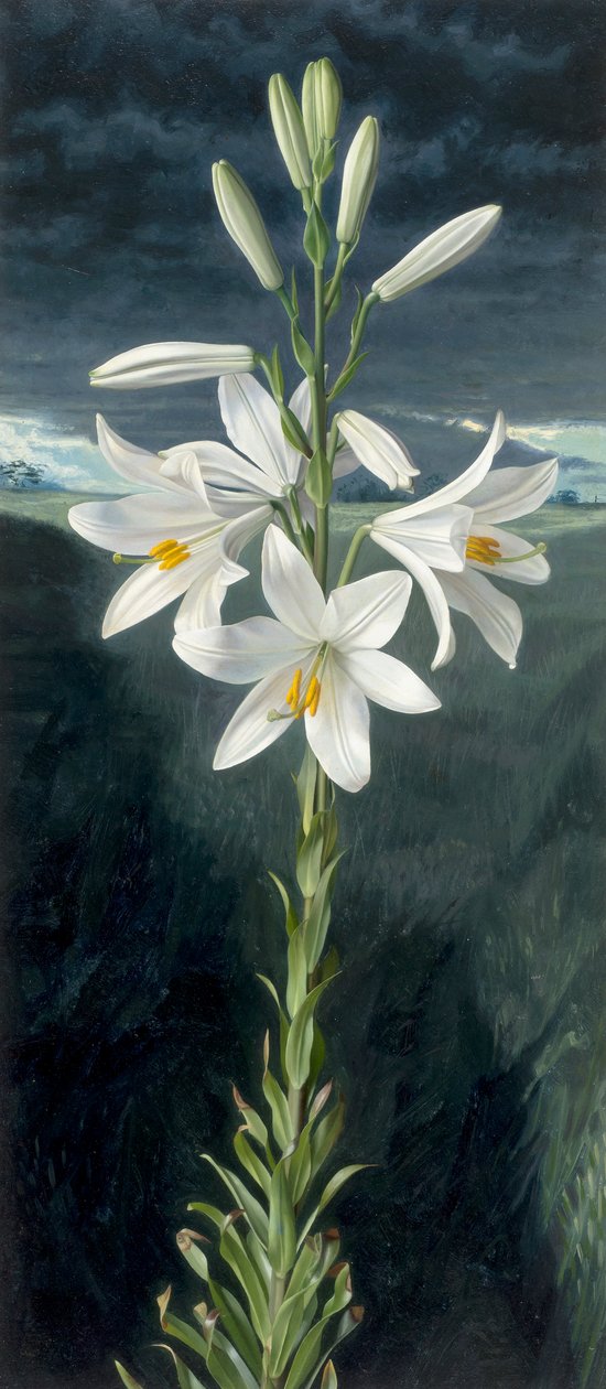 Madonna lily by Raymond Booth
