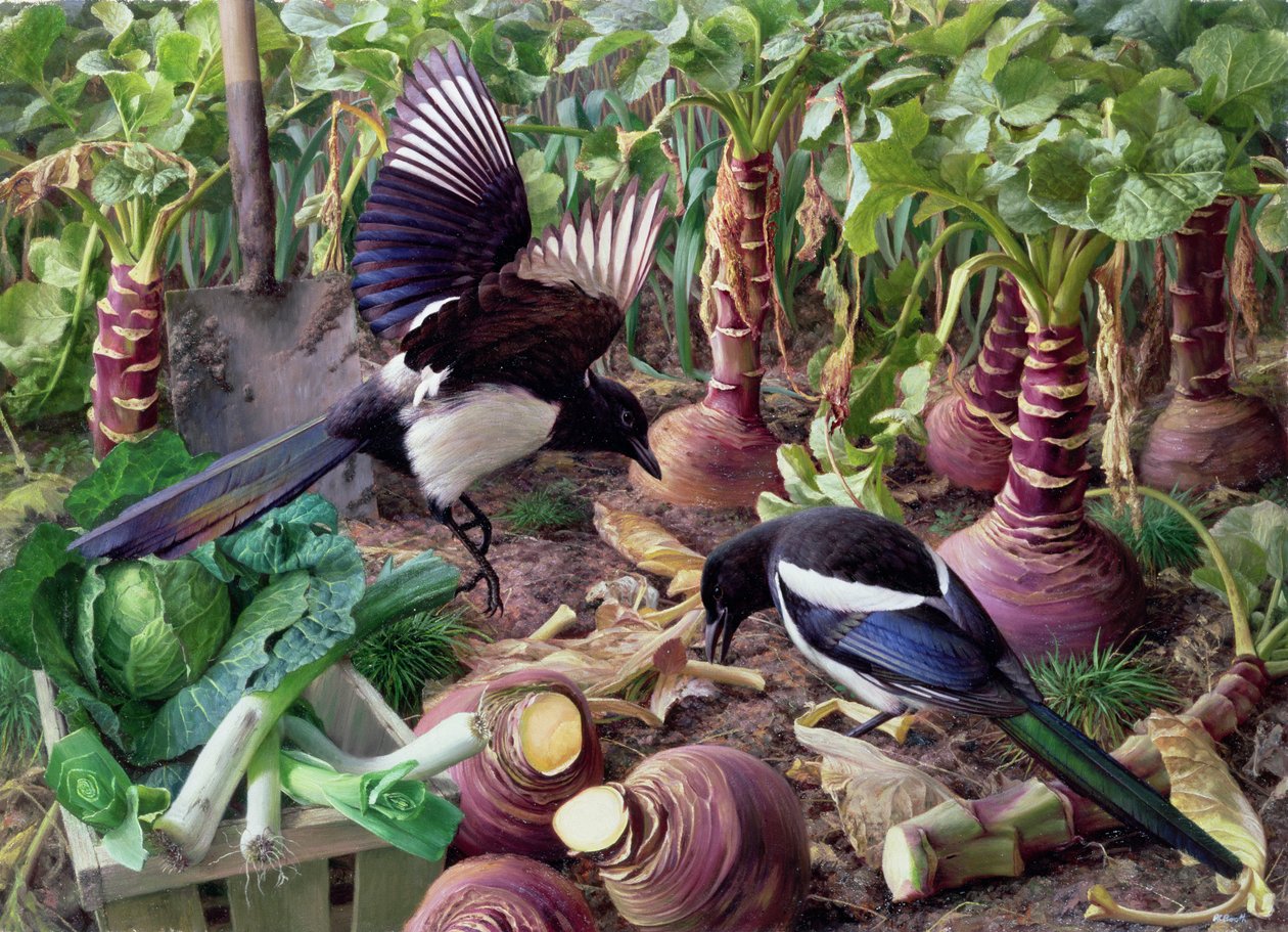 Magpies in the Vegetable Garden by Raymond Booth