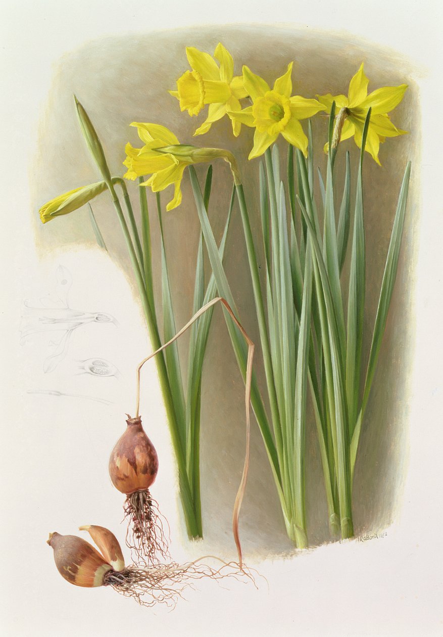 Narcissus Hispanicas Bujei by Raymond Booth