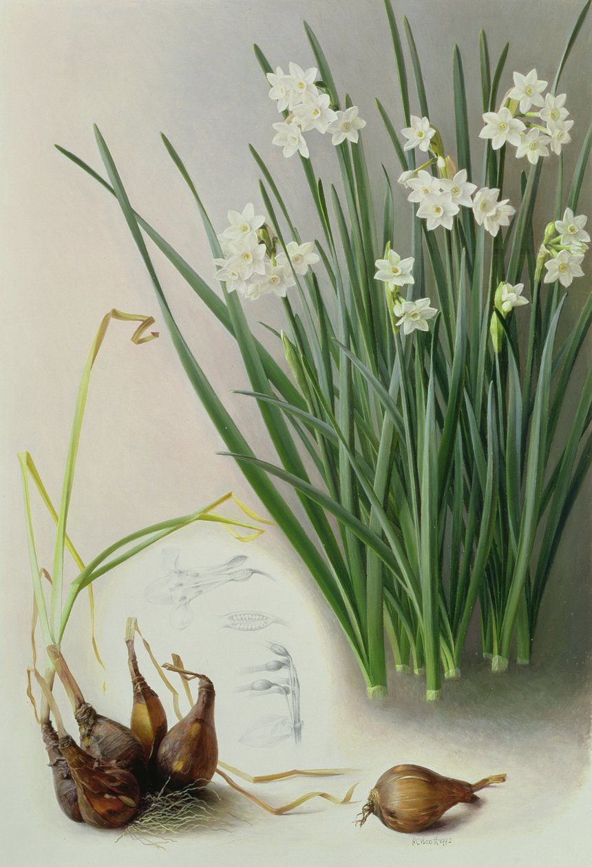 Narcissus Pannizianus by Raymond Booth