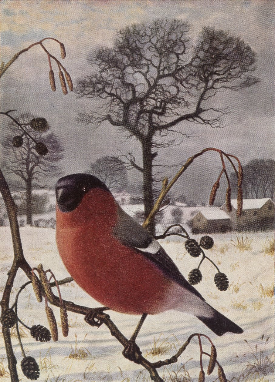 Northern Bullfinch by Raymond Booth