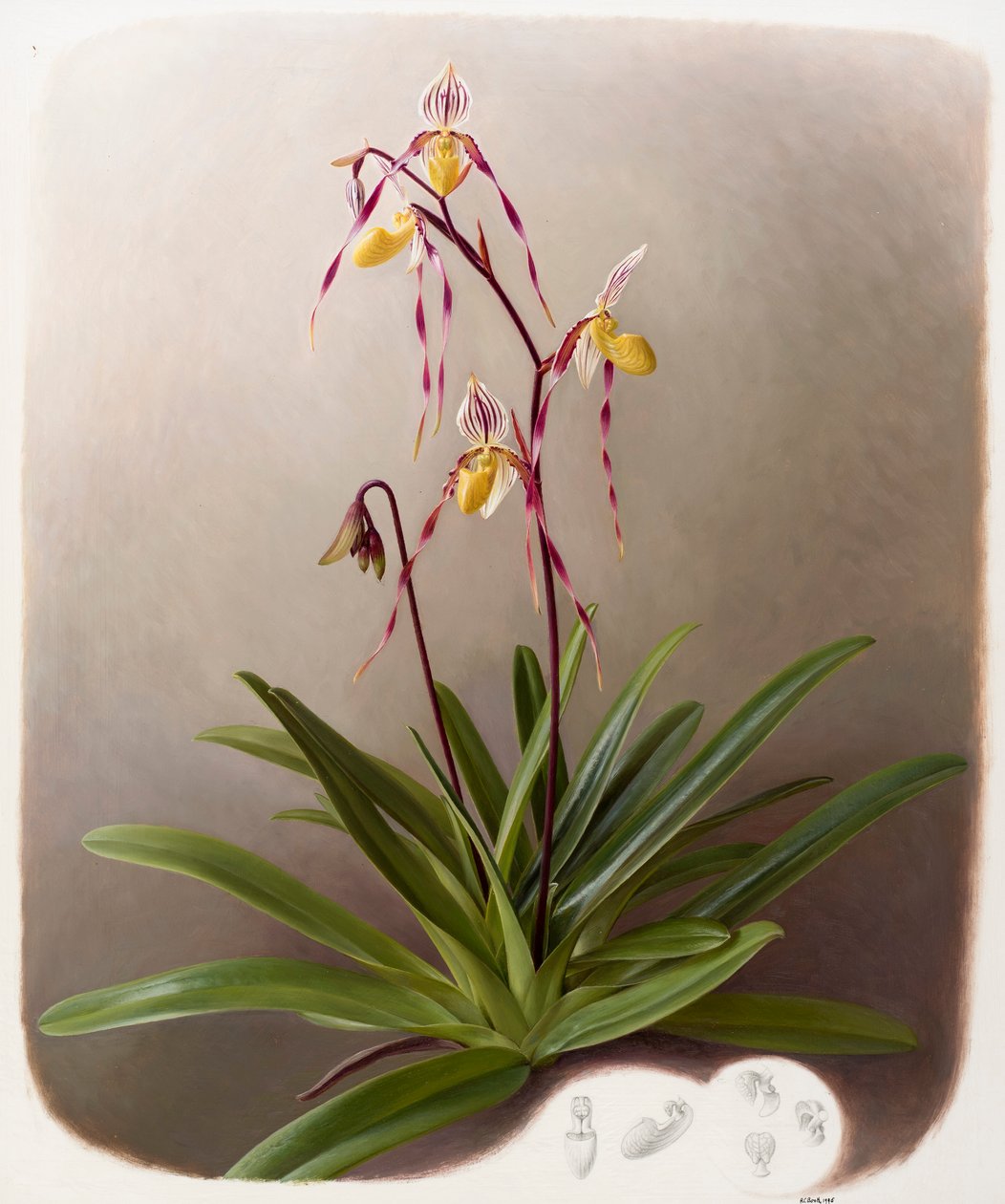 Orchid by Raymond Booth: Highest-quality art reproduction