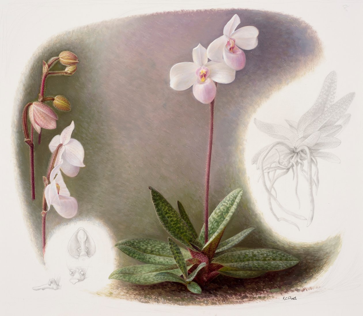 Paphiopedilum delenatii by Raymond Booth: Fine art print