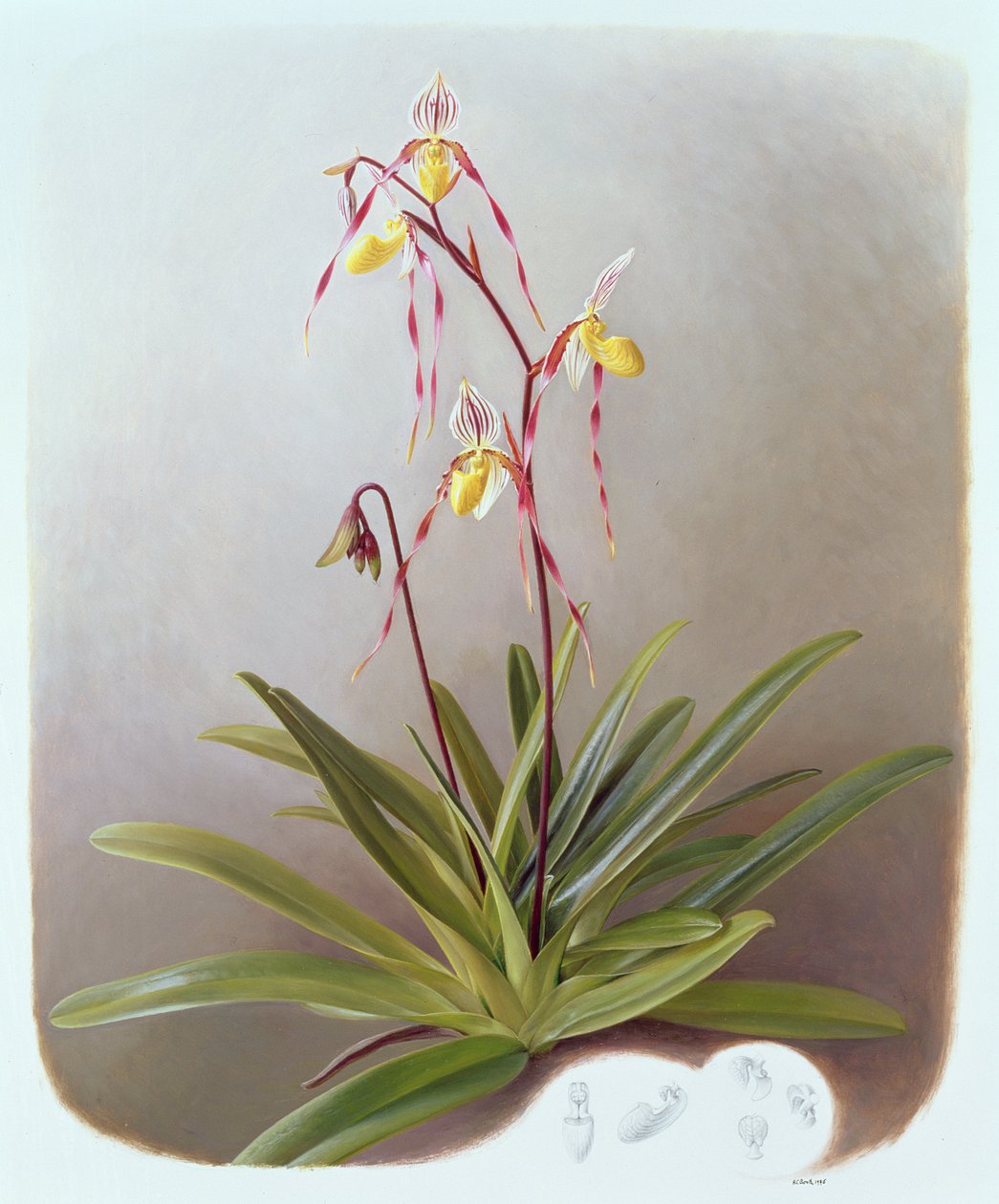 Paphiopedilum Philippinense by Raymond Booth