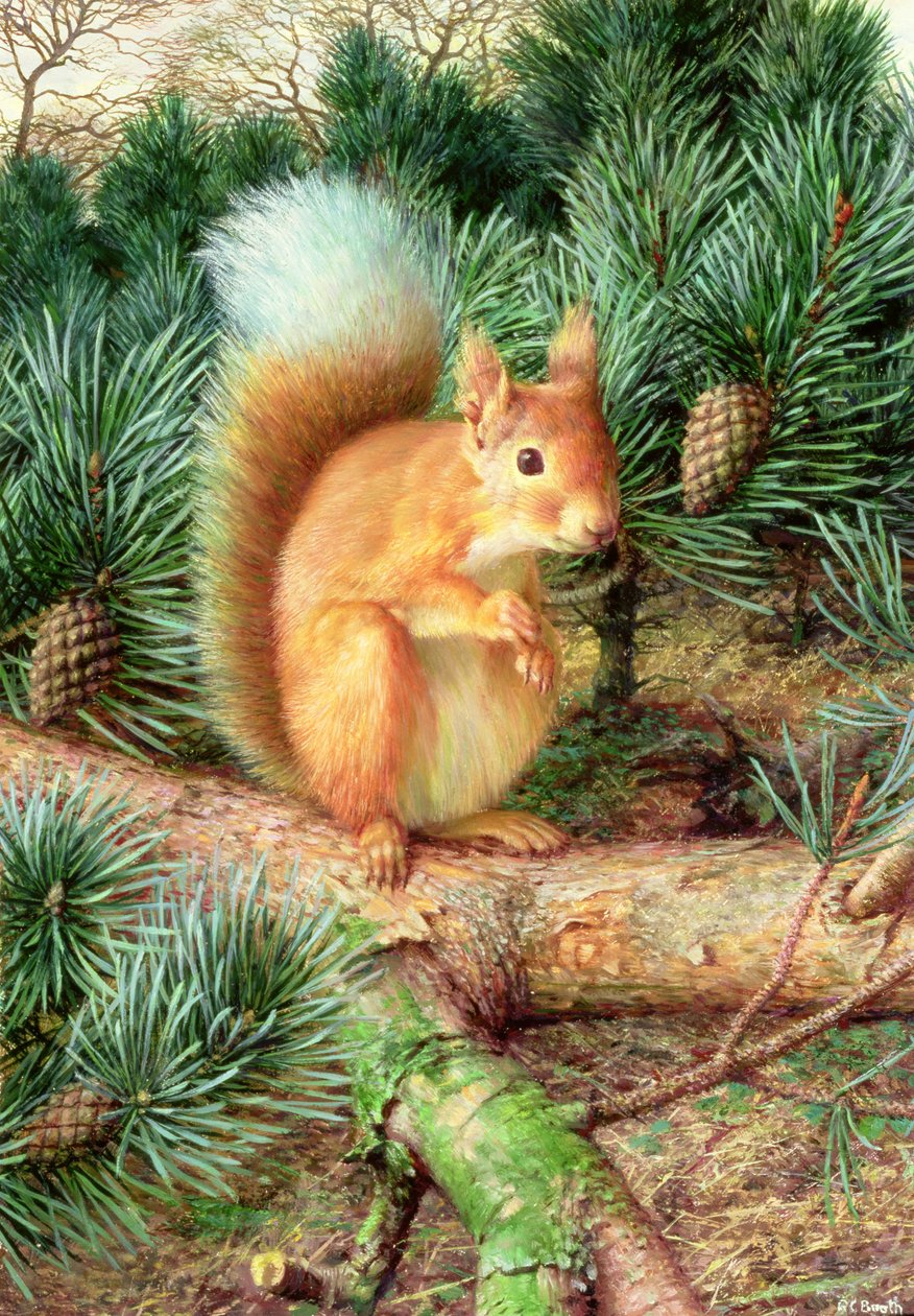 Red Squirrel by Raymond Booth