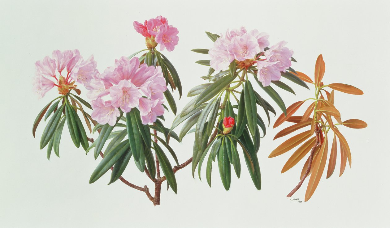 Rhododendron Metternichii Micranthum by Raymond Booth