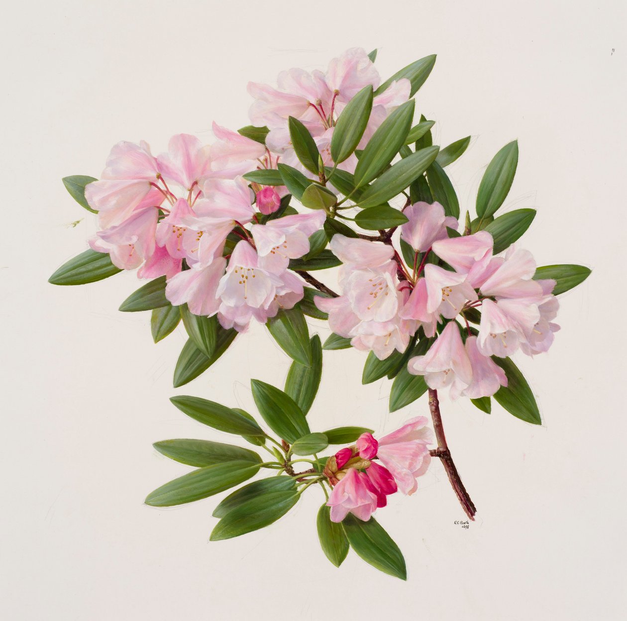 Rhododendron maculiferum anwheiense by Raymond Booth
